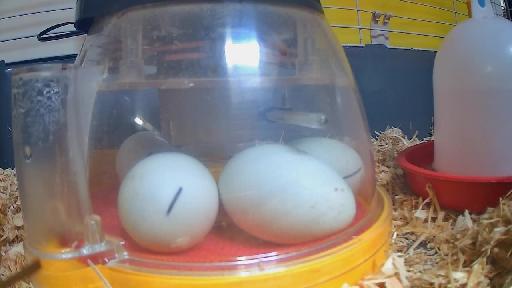 CADFS EggCam