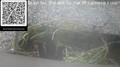 Bunny Cam 2026!