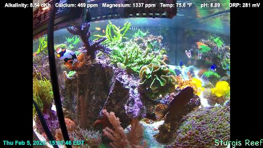 Reef Web Cam