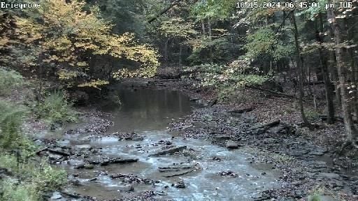 Eriegrove's Peaceful Forest Creek