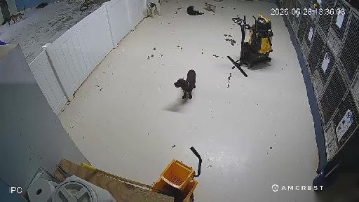dogdaycare Page