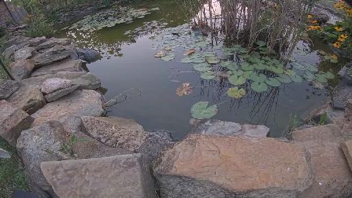 sarashappyhives Pond