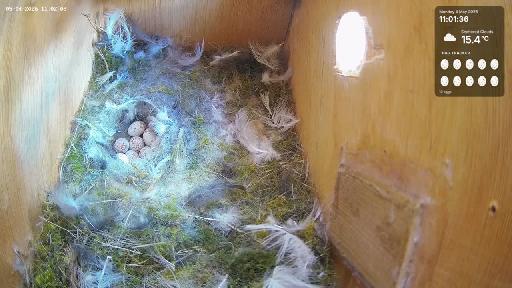 Blue Tit Nest Box Live