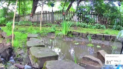 Walker Woods (suburban backyard live*stream*)