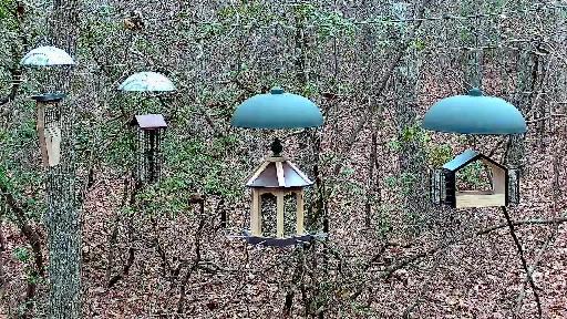 RI Woods Bird Feeder and Critter Cam