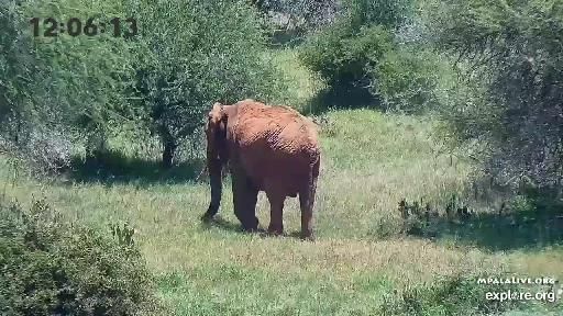 Live: Eagles Nest – Wildlife Stream 24/7