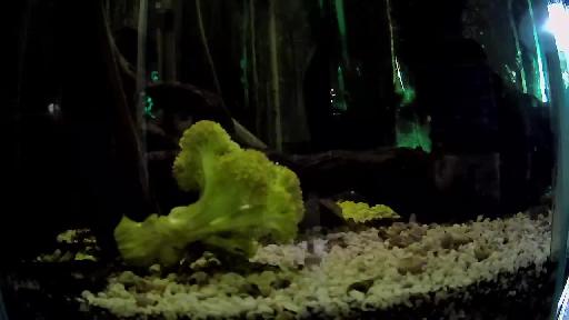 Doug 's Discus Fish Tank